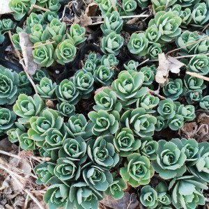 青州花卉苗木基地直供八寶景天 八寶景天批發價格