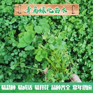 花卉苗木基地直供白三葉種子 白三葉小苗批發價格