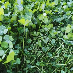 花卉苗木基地直供白三葉種子 白三葉小苗批發價格