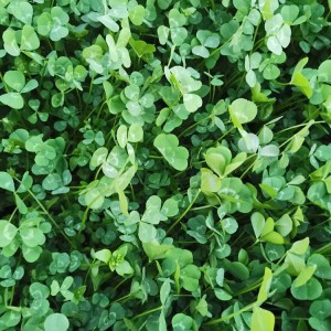 花卉苗木基地直供白三葉種子 白三葉小苗批發價格