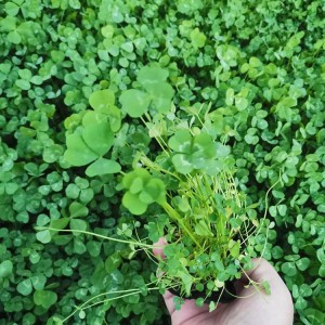 花卉苗木基地直供白三葉種子 白三葉小苗批發價格