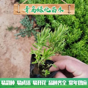 佛甲草種植基地 佛甲草小苗 營(yíng)養(yǎng)杯種苗批發(fā)價(jià)格