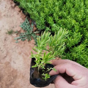 佛甲草種植基地 佛甲草小苗 營(yíng)養(yǎng)杯種苗批發(fā)價(jià)格