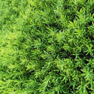 佛甲草種植基地 佛甲草小苗 營(yíng)養(yǎng)杯種苗批發(fā)價(jià)格