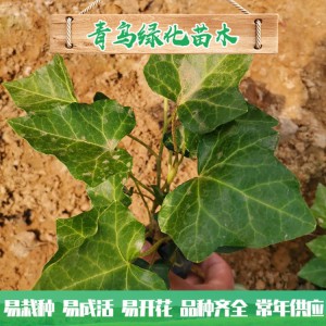 青州綠化苗木種植基地直供常春藤 庭院綠化用常青藤小苗批發(fā)價(jià)格