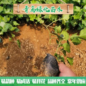 青州綠化苗木種植基地直供常春藤 庭院綠化用常青藤小苗批發(fā)價(jià)格