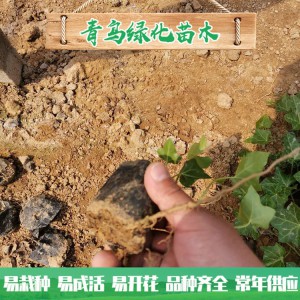青州綠化苗木種植基地直供常春藤 庭院綠化用常青藤小苗批發(fā)價(jià)格