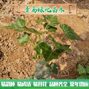 青州綠化苗木種植基地直供常春藤 庭院綠化用常青藤小苗批發(fā)價(jià)格