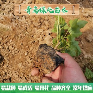 青州綠化苗木種植基地直供常春藤 庭院綠化用常青藤小苗批發(fā)價(jià)格