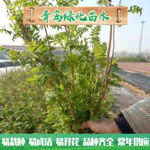 山東珍珠梅種植 30公分40公分珍珠梅小苗 叢生珍珠梅批發價格