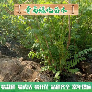 山東珍珠梅種植 30公分40公分珍珠梅小苗 叢生珍珠梅批發價格
