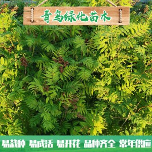 山東珍珠梅種植 30公分40公分珍珠梅小苗 叢生珍珠梅批發價格