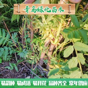 山東珍珠梅種植 30公分40公分珍珠梅小苗 叢生珍珠梅批發價格