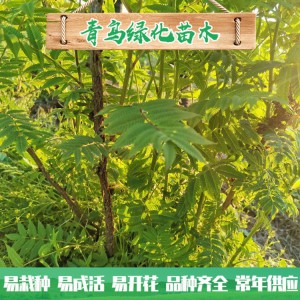 山東珍珠梅種植 30公分40公分珍珠梅小苗 叢生珍珠梅批發價格