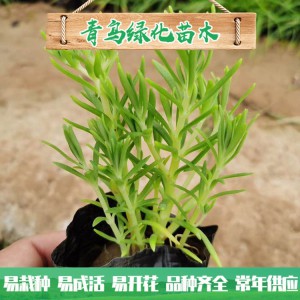 山東佛甲草種植基地 佛甲草行情 佛甲草小苗杯苗大量批發 量大優惠