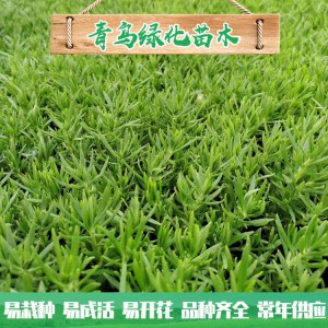 山東佛甲草種植基地 佛甲草行情 佛甲草小苗杯苗大量批發 量大優惠