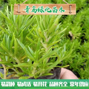 山東佛甲草種植基地 佛甲草行情 佛甲草小苗杯苗大量批發 量大優惠