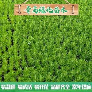 山東佛甲草種植基地 佛甲草行情 佛甲草小苗杯苗大量批發 量大優惠