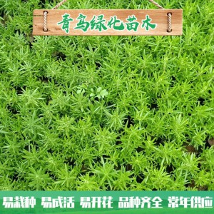 山東佛甲草種植基地 佛甲草行情 佛甲草小苗杯苗大量批發 量大優惠