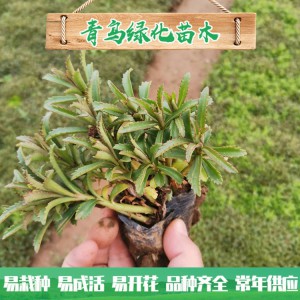 山東三七景天種植基地 三七景天基地直供 三七景天小苗杯苗批發價格