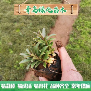 山東三七景天種植基地 三七景天基地直供 三七景天小苗杯苗批發價格