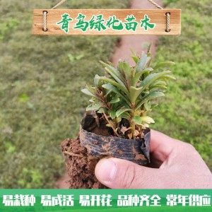 山東三七景天種植基地 三七景天基地直供 三七景天小苗杯苗批發價格