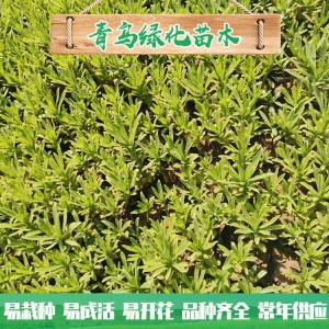 山東三七景天種植基地 三七景天基地直供 三七景天小苗杯苗批發價格