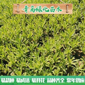 山東三七景天種植基地 三七景天基地直供 三七景天小苗杯苗批發價格