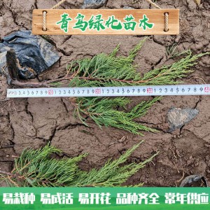青州小龍柏種植基地現貨直銷小龍柏 綠化工程用龍柏 小龍柏批發價格 規格齊全 量大優惠