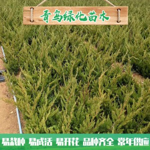 青州小龍柏種植基地現貨直銷小龍柏 綠化工程用龍柏 小龍柏批發價格 規格齊全 量大優惠