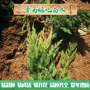 青州小龍柏種植基地現貨直銷小龍柏 綠化工程用龍柏 小龍柏批發價格 規格齊全 量大優惠