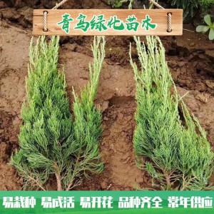 青州小龍柏種植基地現貨直銷小龍柏 綠化工程用龍柏 小龍柏批發價格 規格齊全 量大優惠