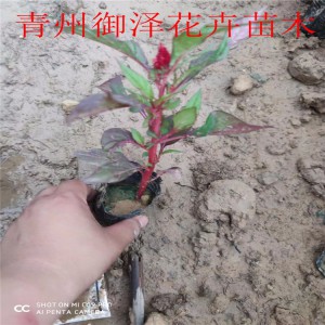 紅葉一支筆 批發紅葉一支筆 紅葉一支筆基地