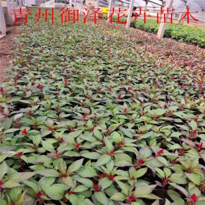 紅葉一支筆 批發紅葉一支筆 紅葉一支筆基地