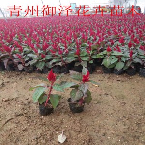 紅葉一支筆 批發紅葉一支筆 紅葉一支筆基地