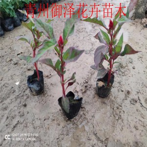 紅葉一支筆 批發紅葉一支筆 紅葉一支筆基地