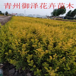 青州金葉女貞基地金葉女貞小苗金葉女貞價格