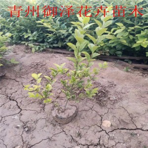青州金葉女貞基地金葉女貞小苗金葉女貞價格