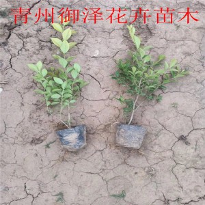 青州金葉女貞基地金葉女貞小苗金葉女貞價格