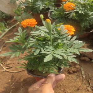 山東青州雙色盆孔雀草基地雙色盆紅黃孔雀草批發價格