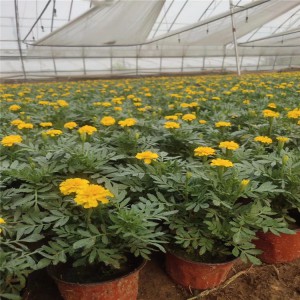 山東青州雙色盆孔雀草基地雙色盆紅黃孔雀草批發價格