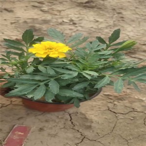 山東青州雙色盆孔雀草基地雙色盆紅黃孔雀草批發價格