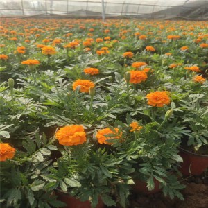 山東青州雙色盆孔雀草基地雙色盆紅黃孔雀草批發價格