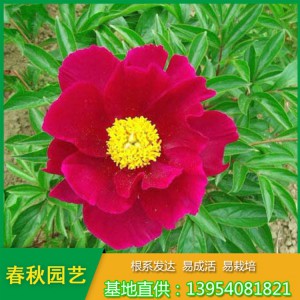 紅色單瓣芍藥花 占地芍藥苗 油用藥用芍藥苗種植批發(fā)基地