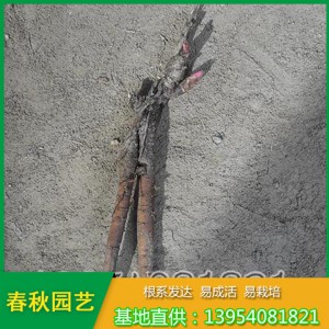 紅色單瓣芍藥花 占地芍藥苗 油用藥用芍藥苗種植批發(fā)基地