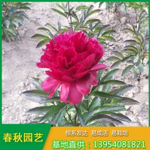 紅色單瓣芍藥花 占地芍藥苗 油用藥用芍藥苗種植批發(fā)基地