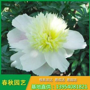 紅色單瓣芍藥花 占地芍藥苗 油用藥用芍藥苗種植批發(fā)基地