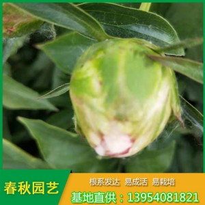 紅色單瓣芍藥花 占地芍藥苗 油用藥用芍藥苗種植批發(fā)基地