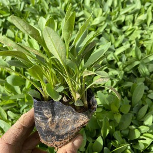 金雞菊 金雞菊供應商 御澤花卉 廠家直銷