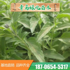 山東鼠尾草 宿根鼠尾草 鼠尾草小苗批發